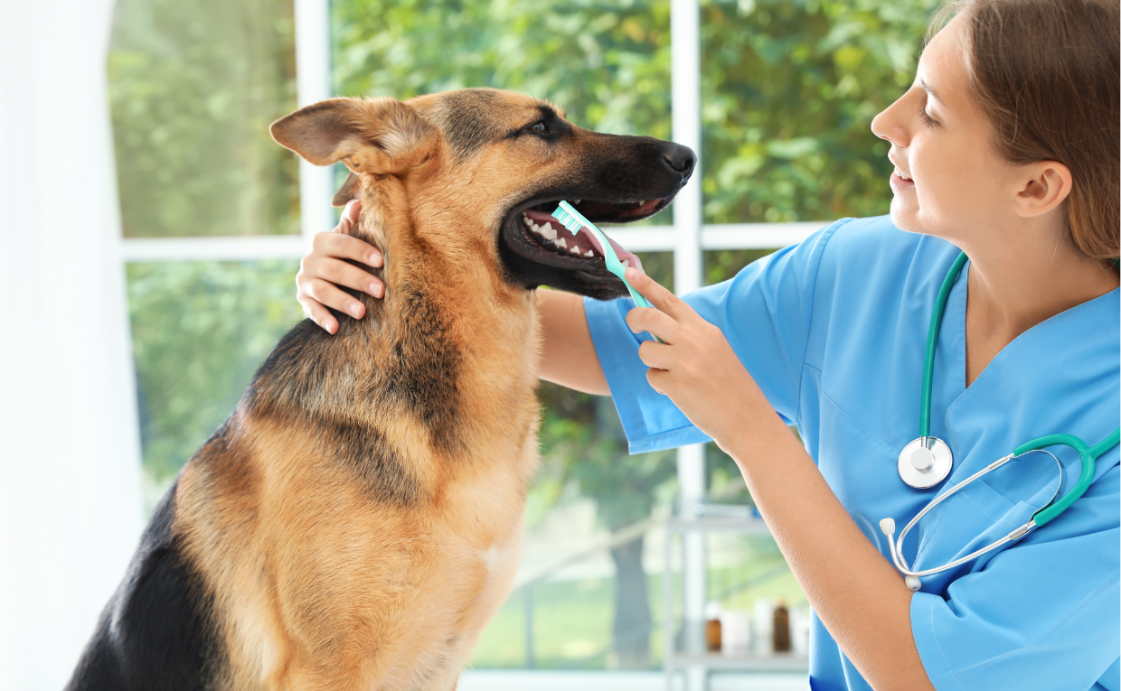 Dog Dental Health
