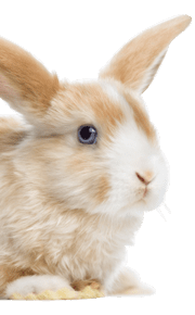 Bunny All Furry Tales