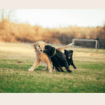 Playful Dogs in Summer