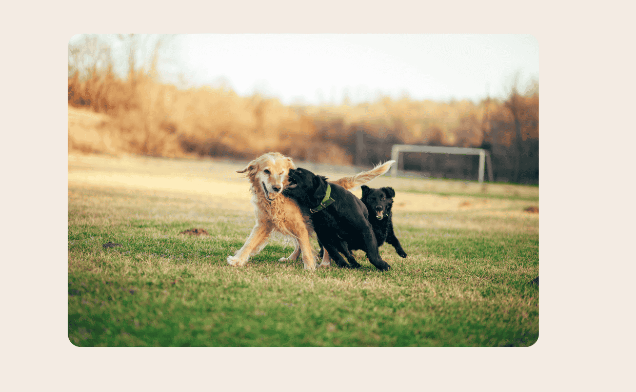 Playful Dogs in Summer