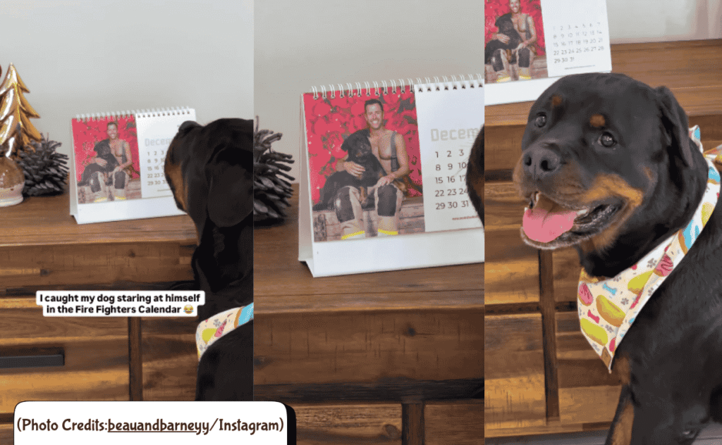 Rottwiller looks at his photo