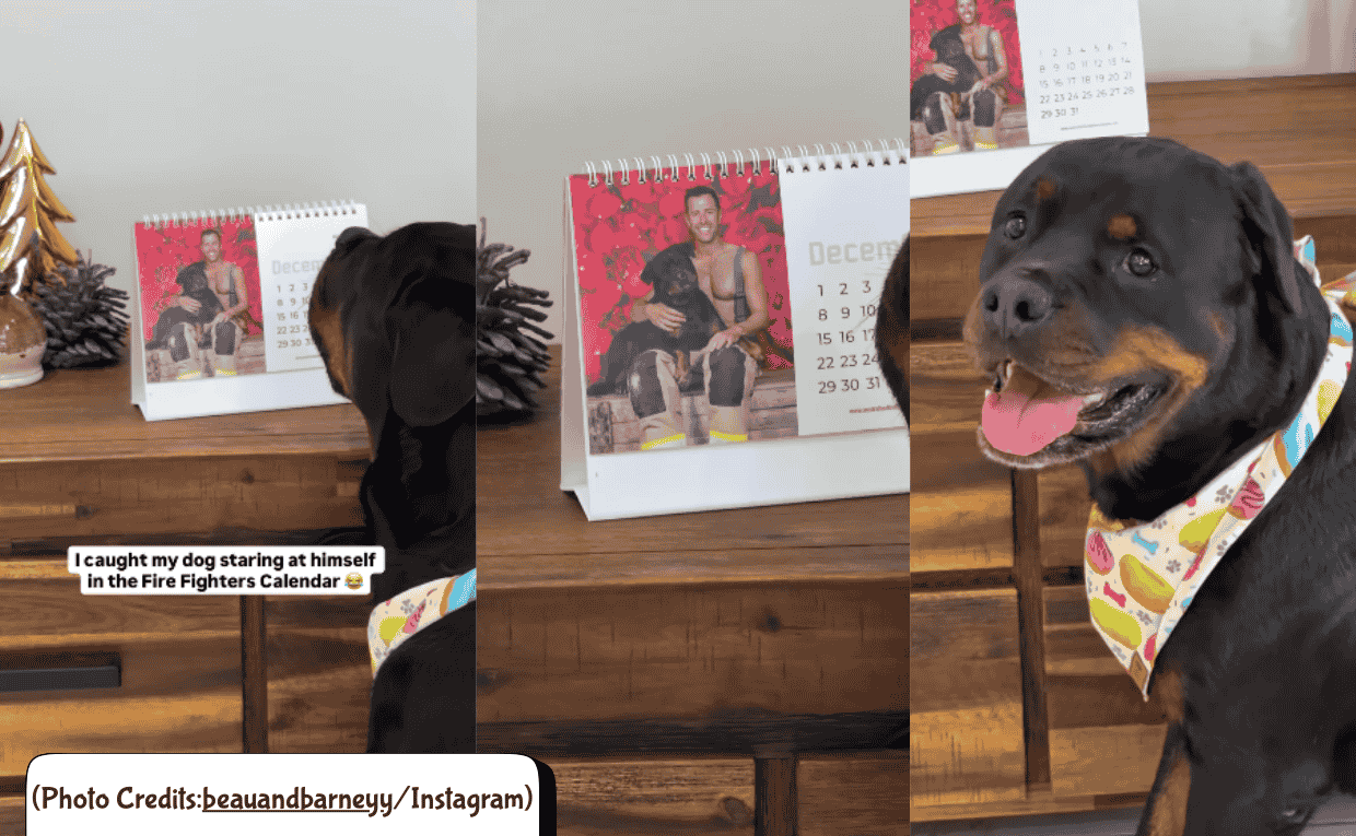 Rottwiller looks at his photo