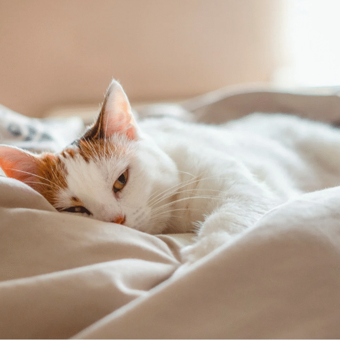 catget