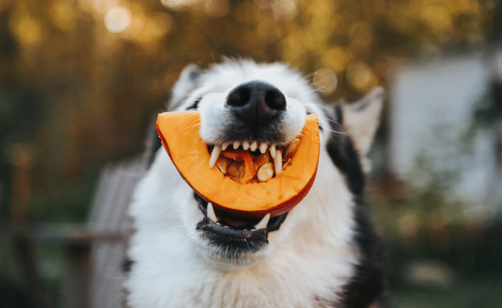 Fruits and Veggies for Pets