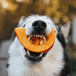 Fruits and Veggies for Pets