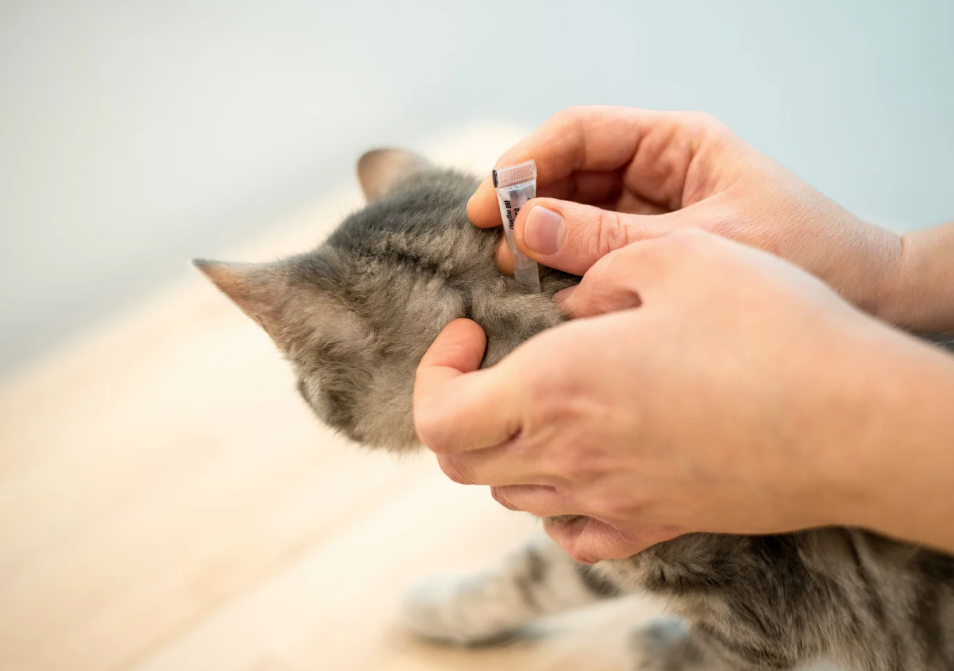 pet flea treatment