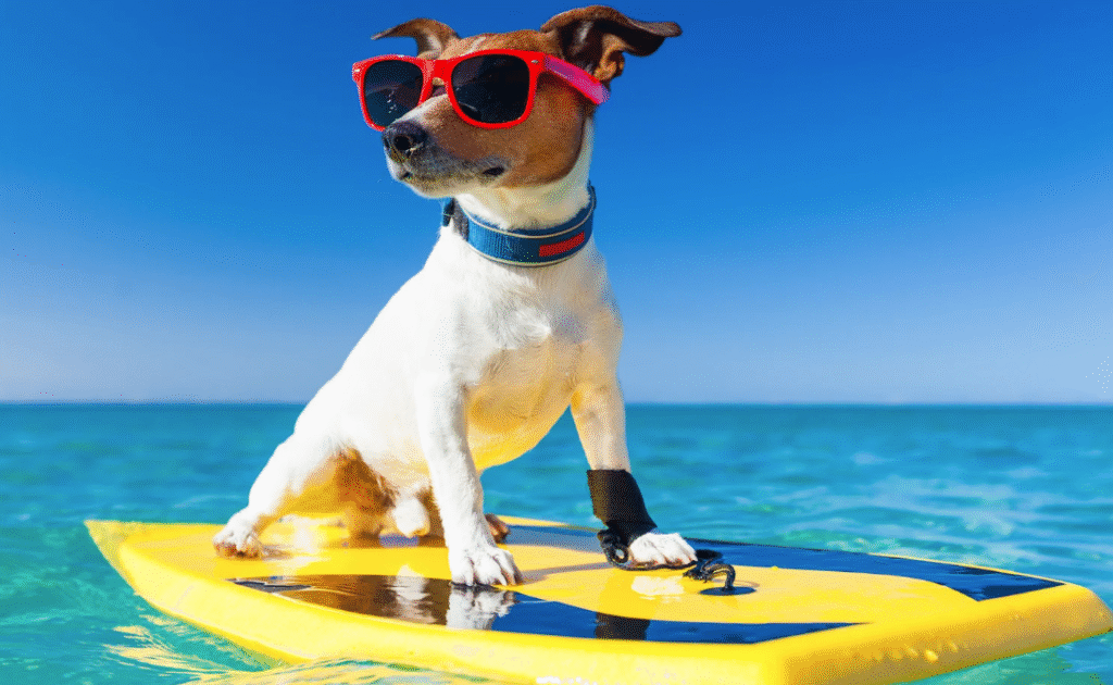 pet safety, summer