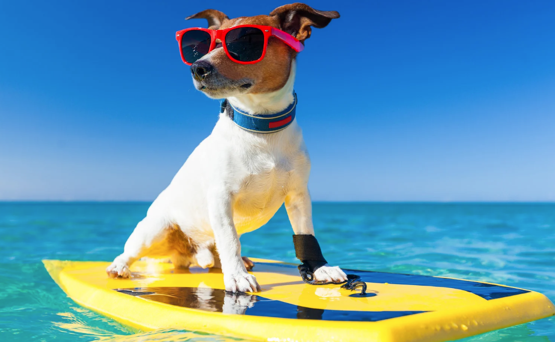 pet safety, summer