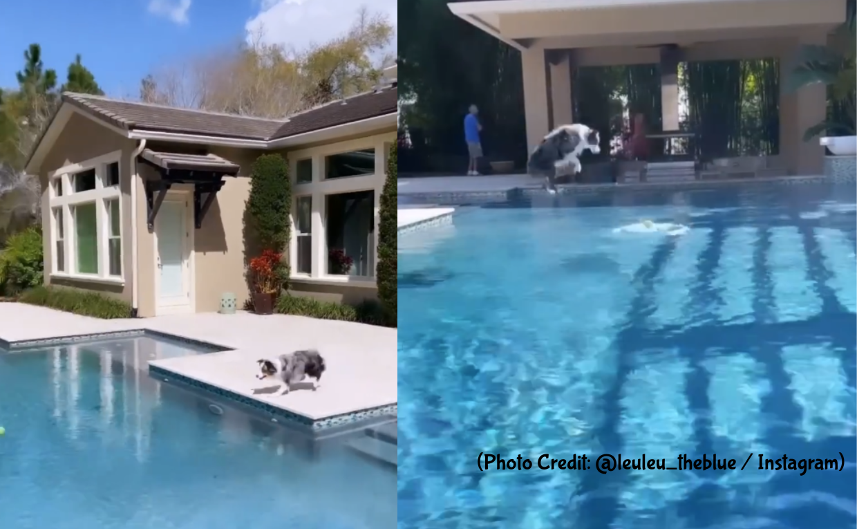 Dog loves to jump in Pool