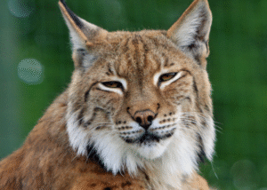 Bobcat attacks cats