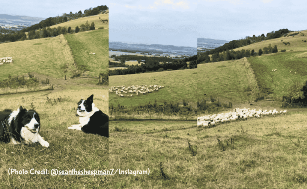 Border Collie Sheepdog