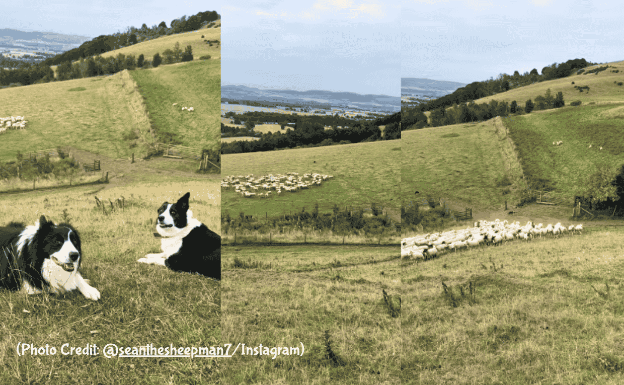 Border Collie Sheepdog