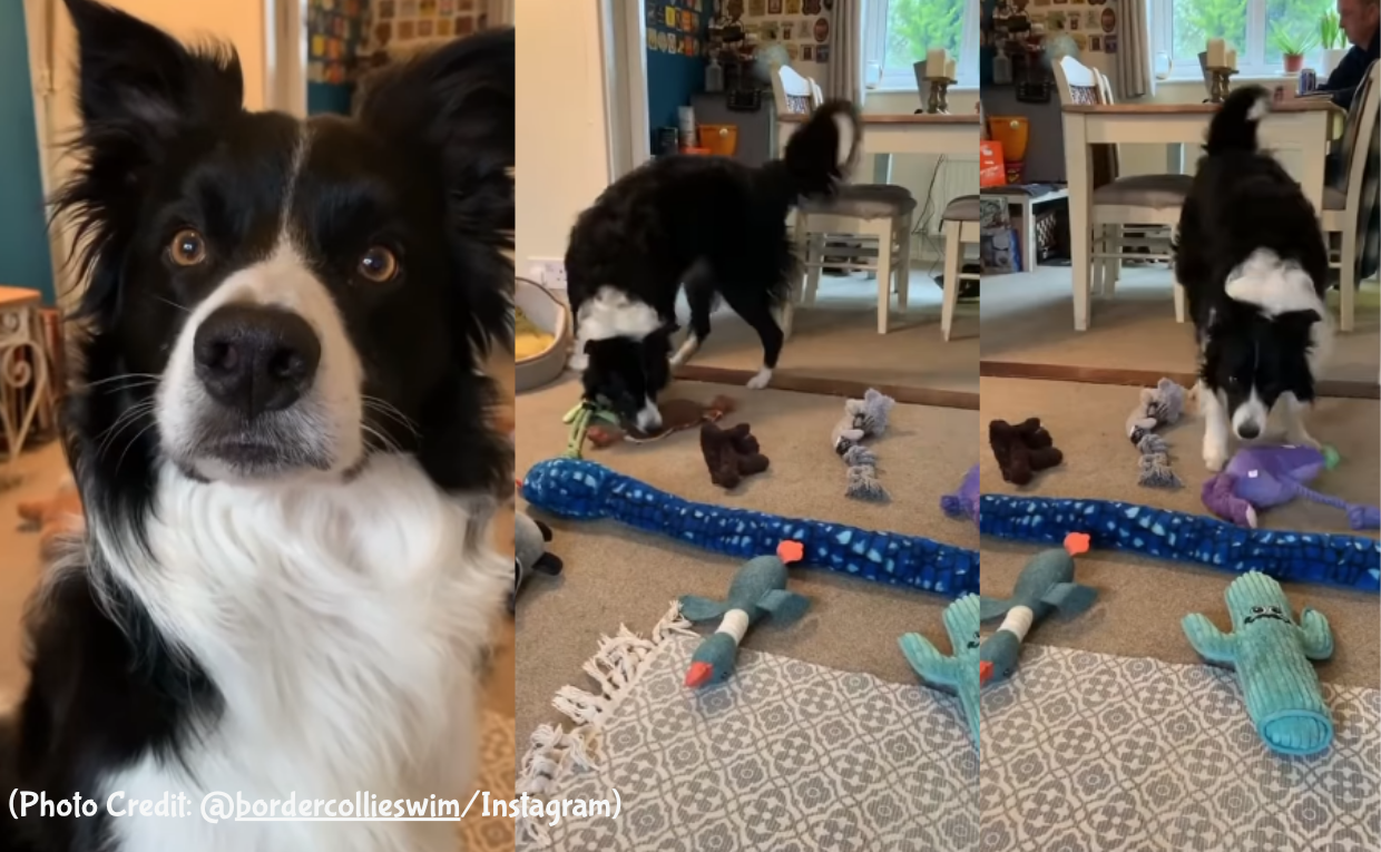 Border Collie Brings Toys