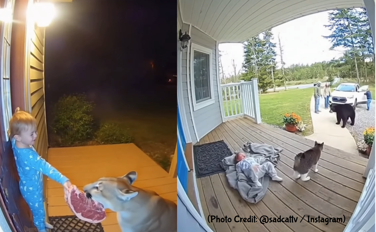 Brave Cats saves Humans