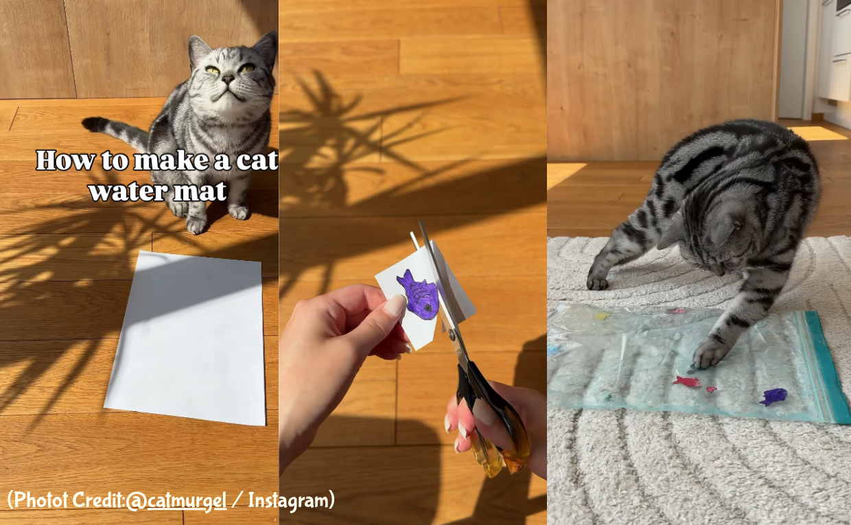 Cat DIY Play Mat