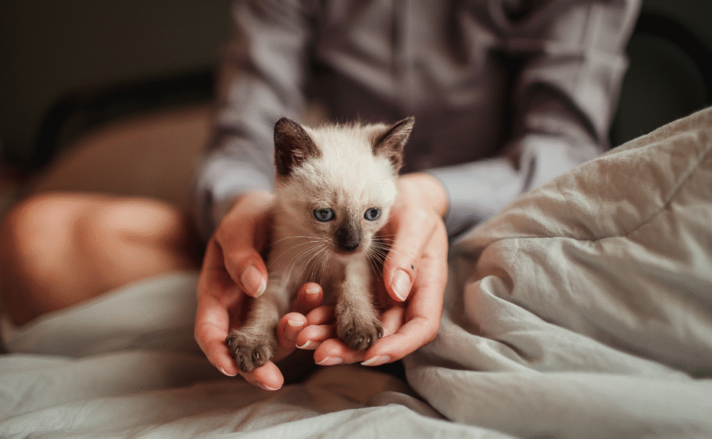 Cat Health and Care