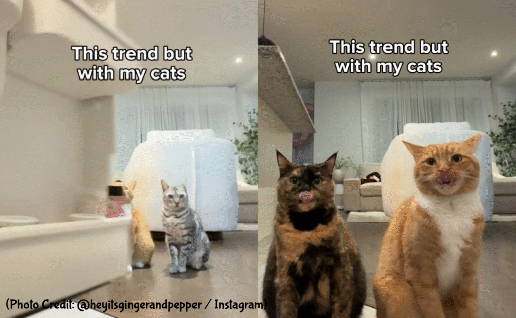 Cat Tongue Trends on Instagram