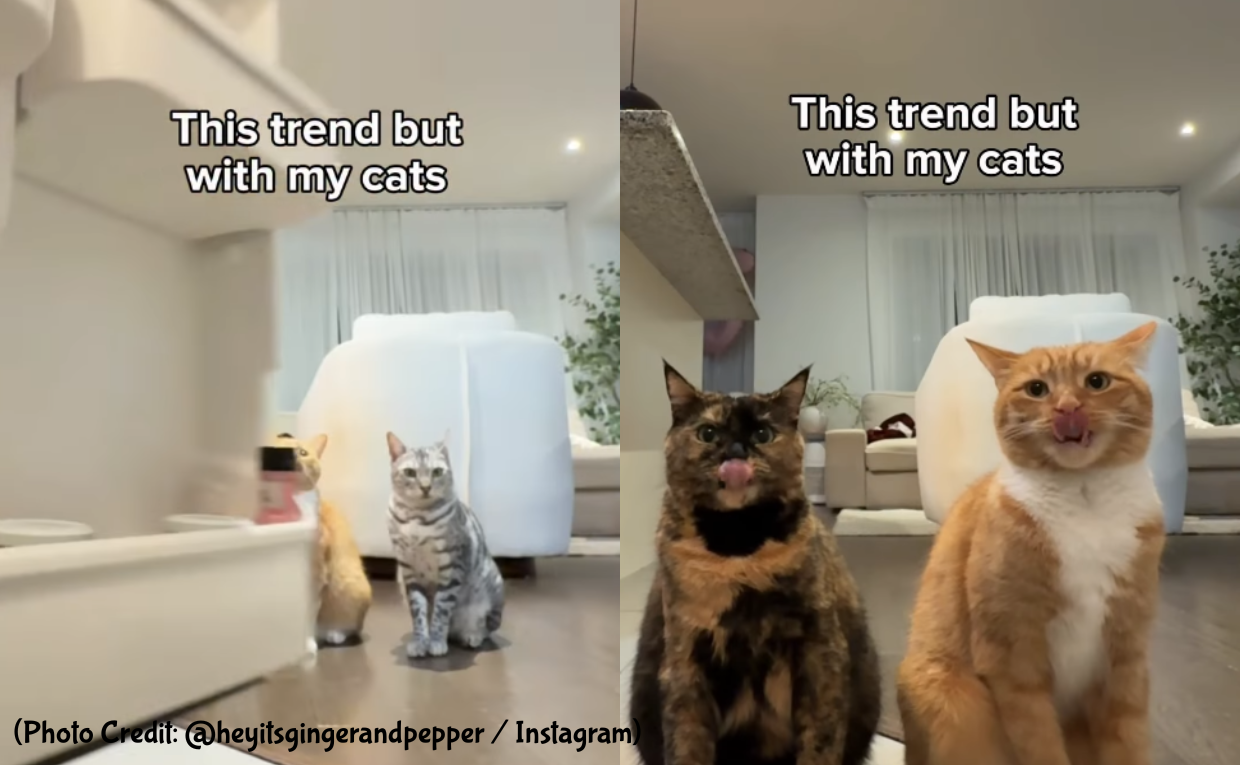 Cat Tongue Trends on Instagram