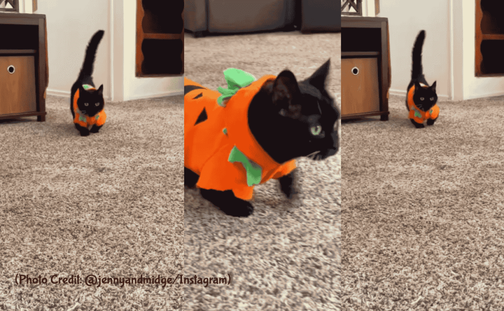 Cat Pumpkin dress