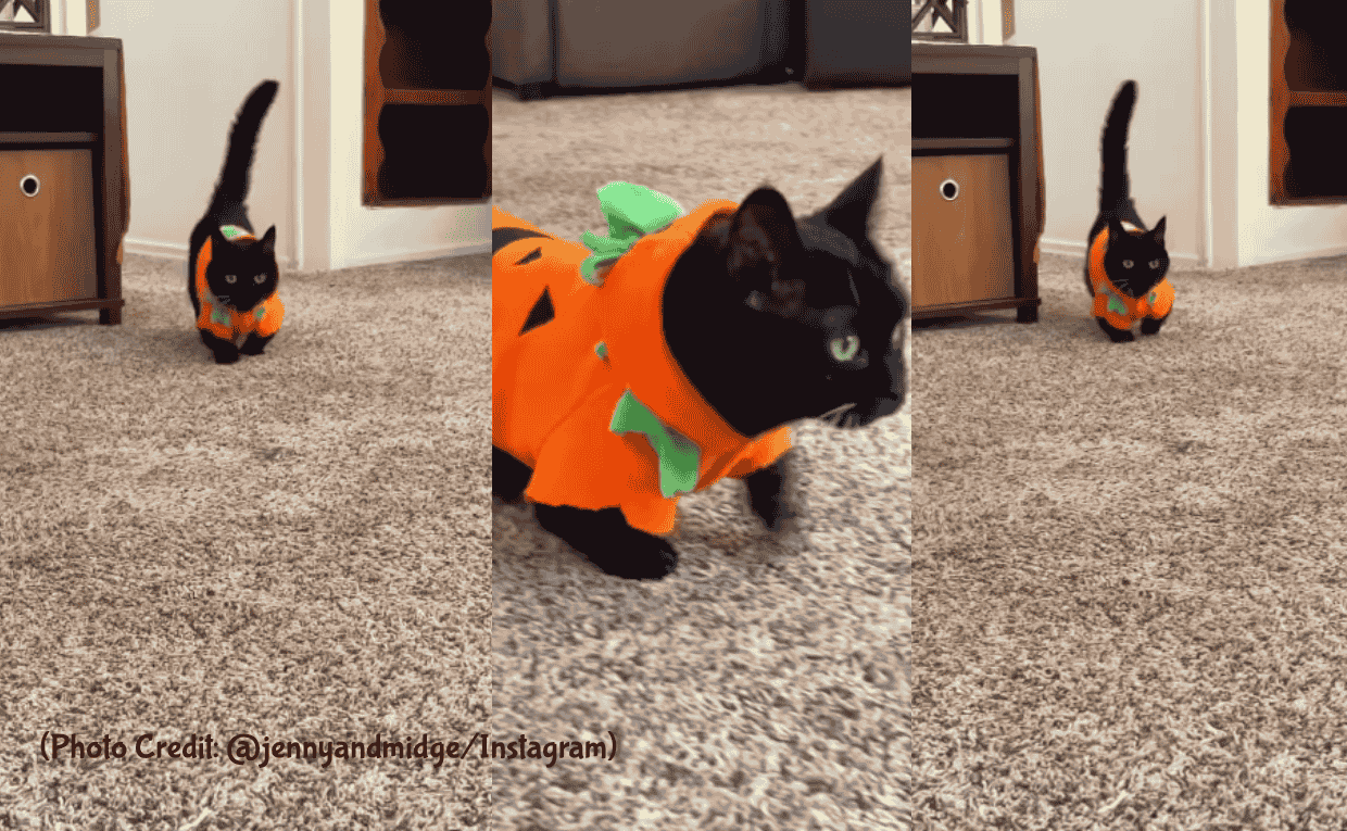 Cat Pumpkin dress