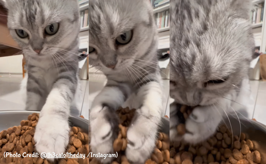 Cat Sccops food