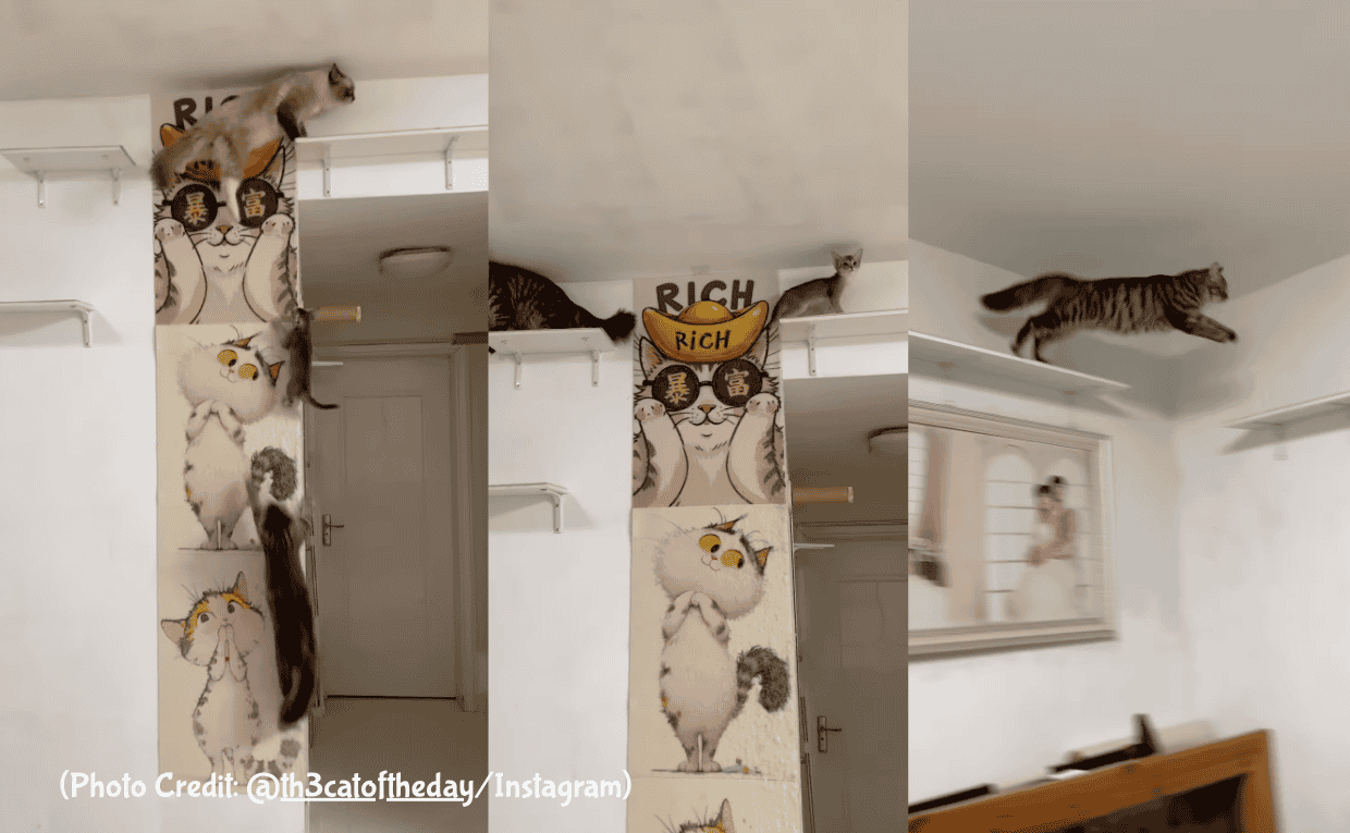 Cat jumps on wall