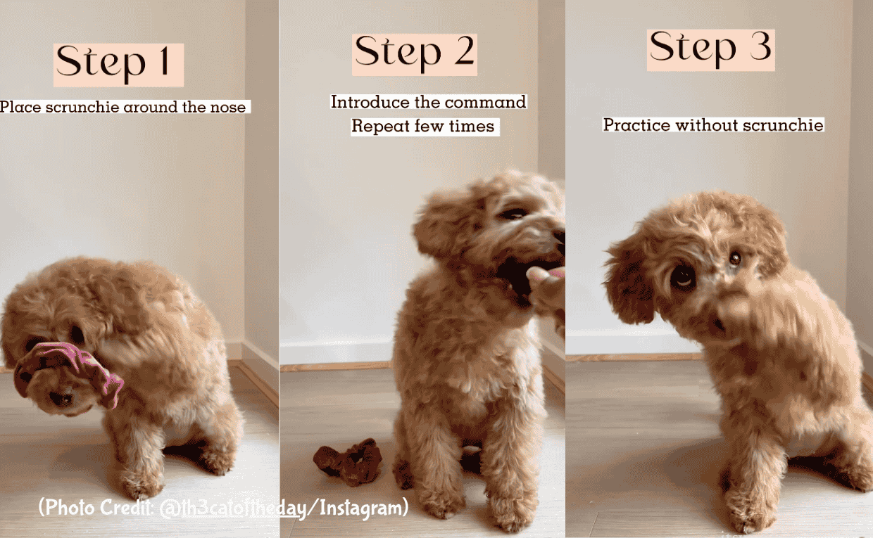 Cavoodle Trick