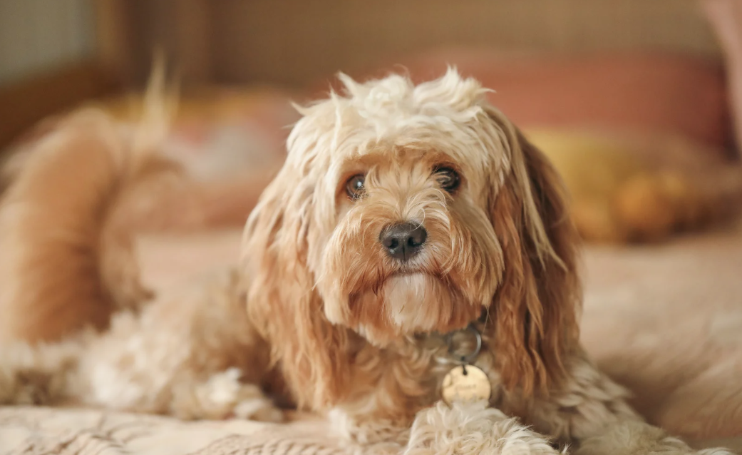 Cavoodle Dog Breed