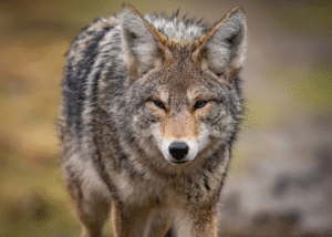 Coyotes attacks cats