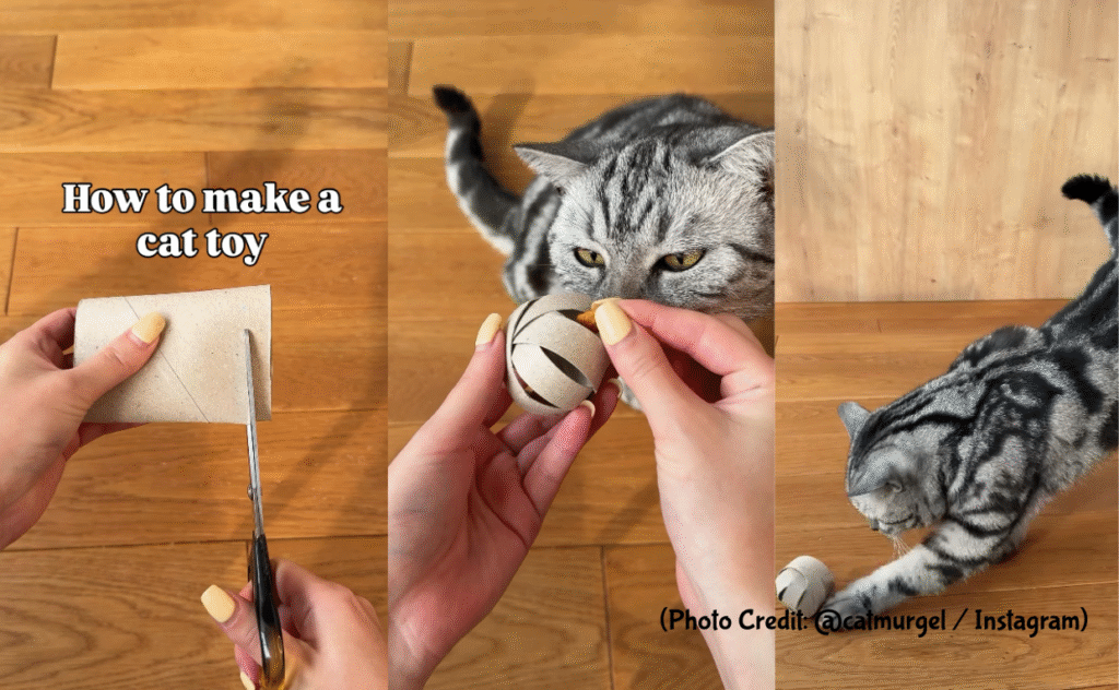DIY Cat Toy