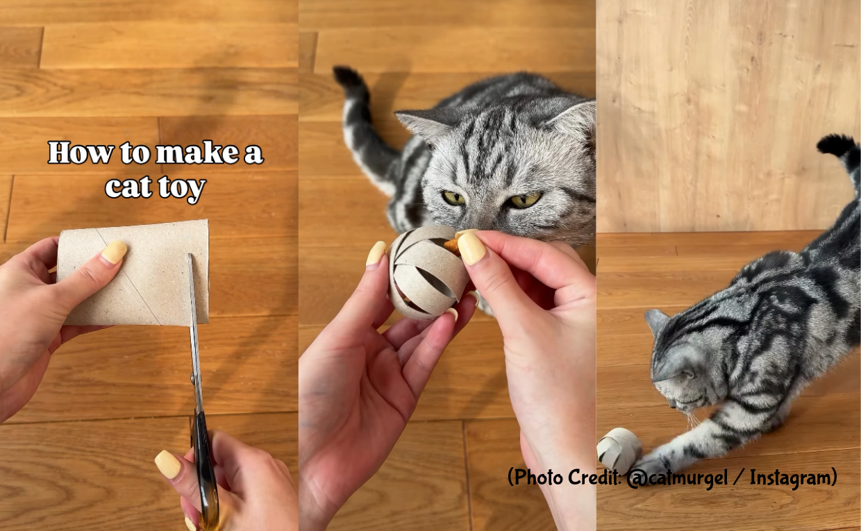 DIY Cat Toy