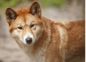 Dingo attack cats