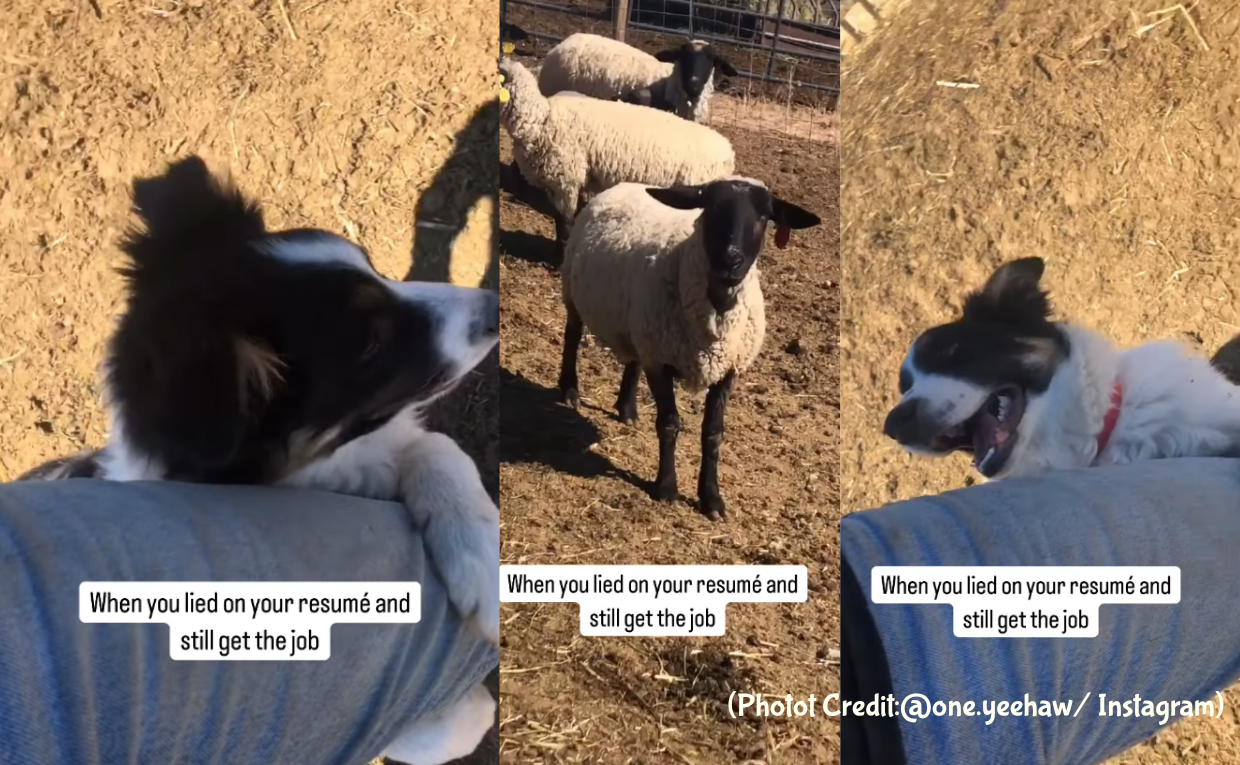 Dog Clings to Owner seeing sheep