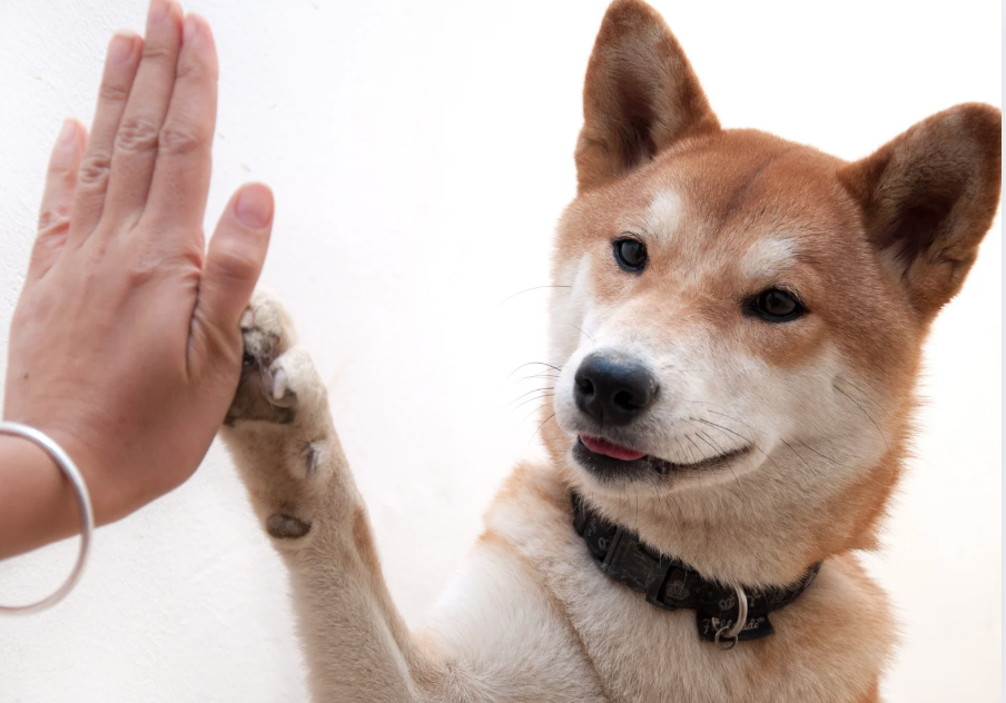 Celebrate with Pets