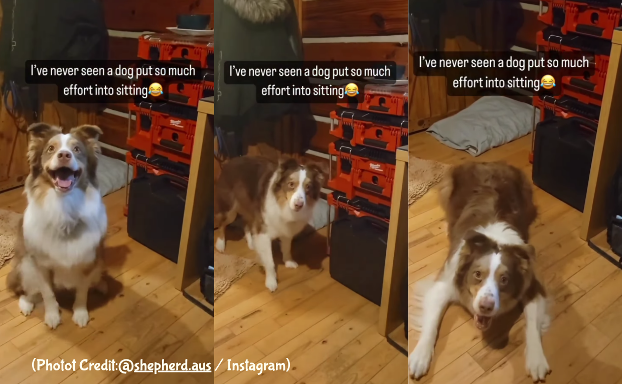 Happy Australian Shepherd Sits on Commands
