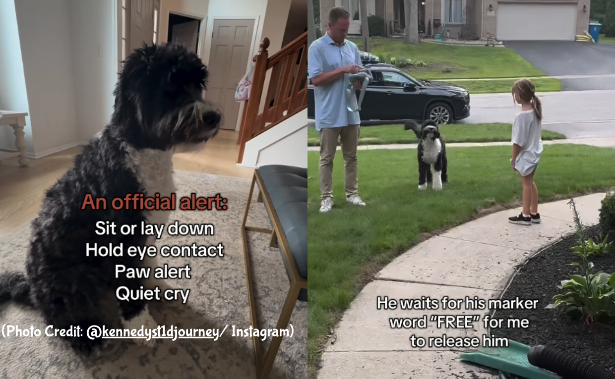 Dog helps Diabetic Dog