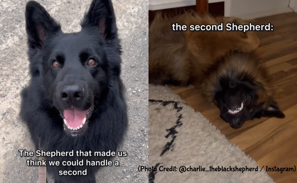 Comparing two german Shpeherds