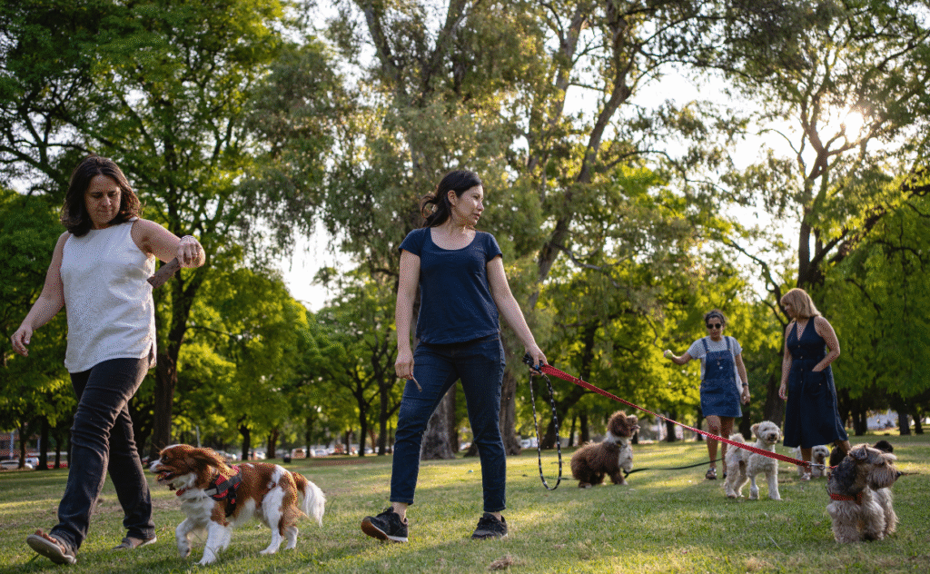 Dog Behaviour in Public