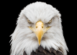 Eagle attacks cats