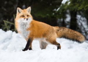 Fox attacks cats