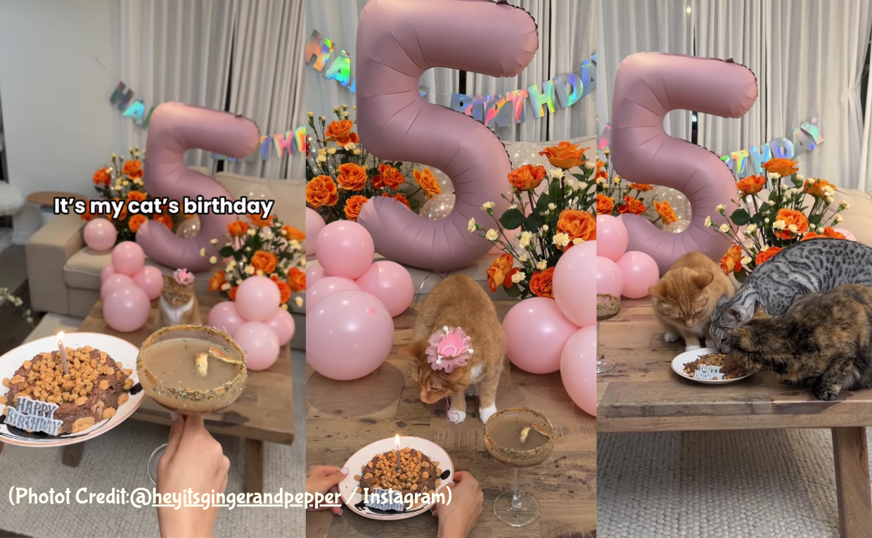 Cat Birthday Celebration