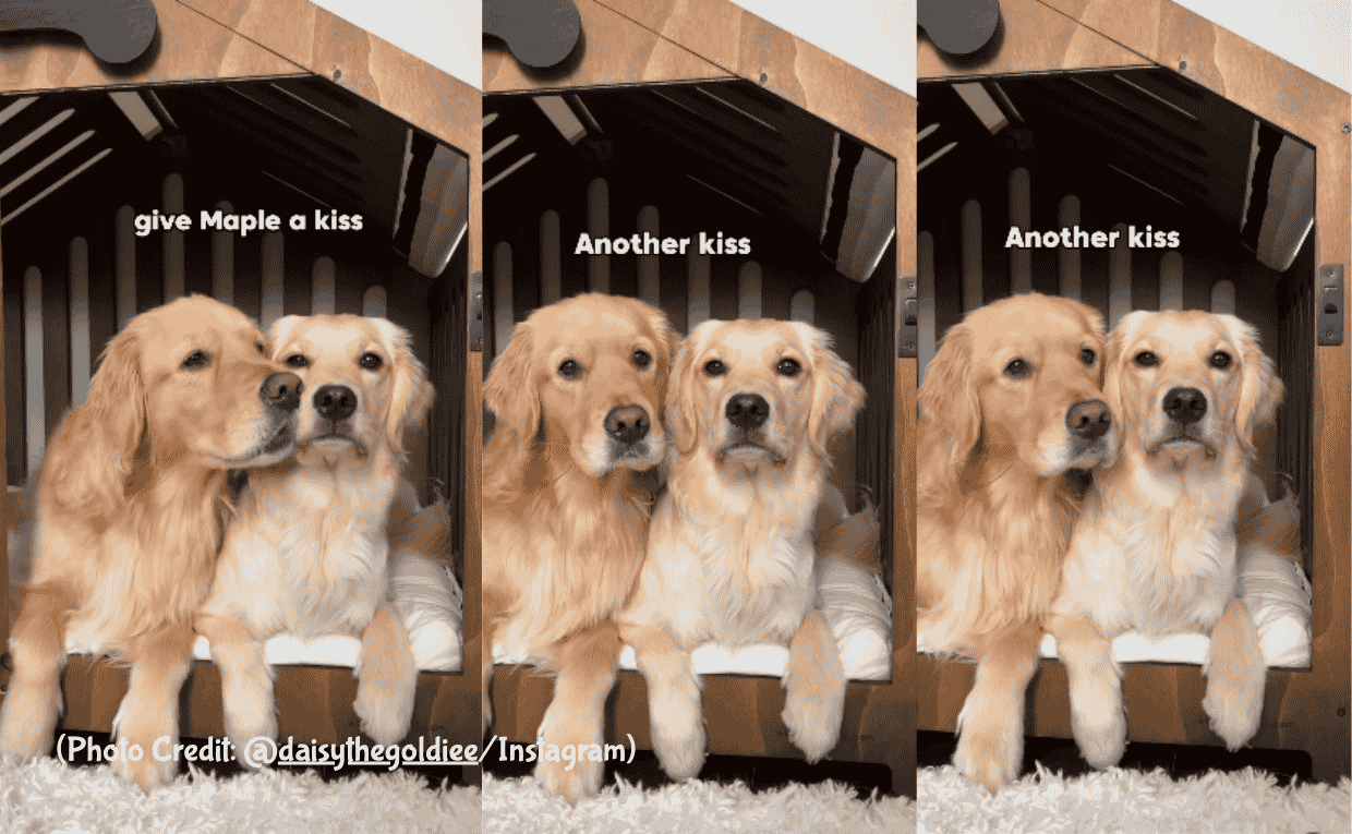 Golden Retriver Kiss