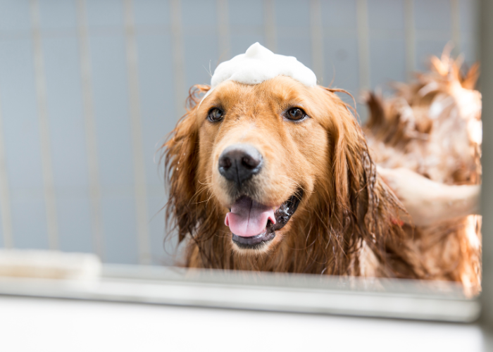 Golden Retriver Grooming