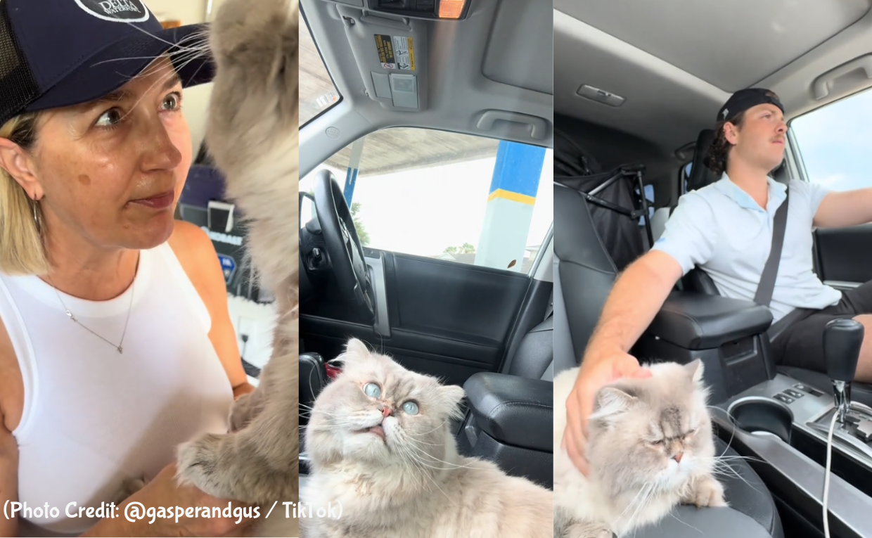 Gus the Prince Traveller