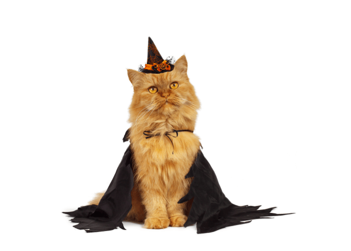 Halloween Cat