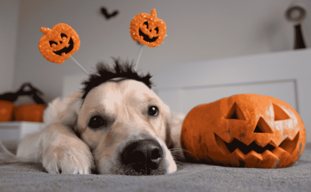 Halloween with Pets