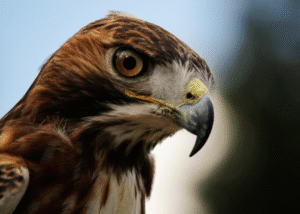 Hawks attack cats