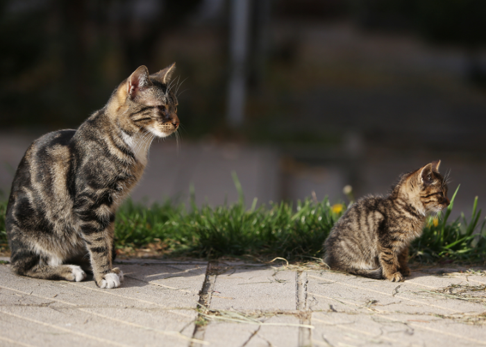 Kitten in Park
