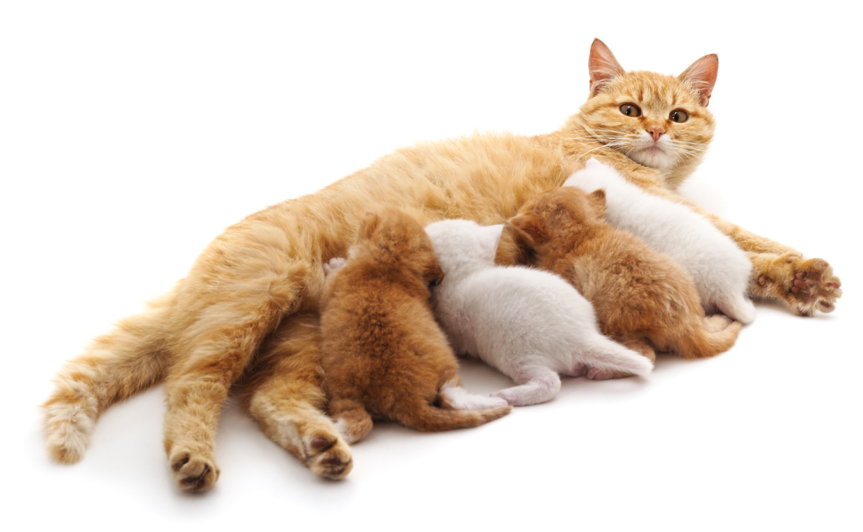 Mother Cat
