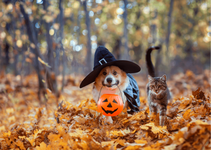 Pets Halloween